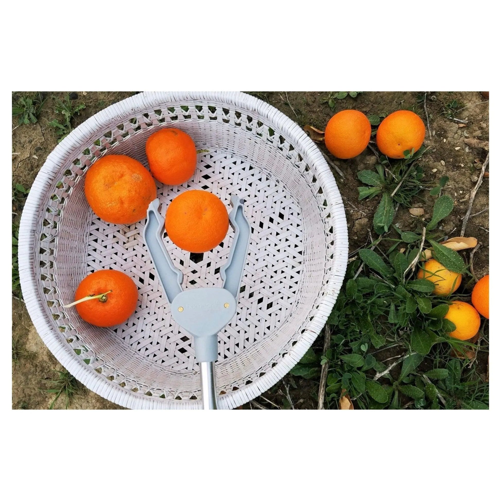 Aspire pick up reacher used to collect oranges from the ground into a woven basket